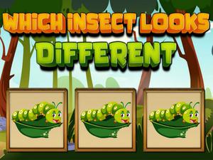 Game Which Insect Looks Different